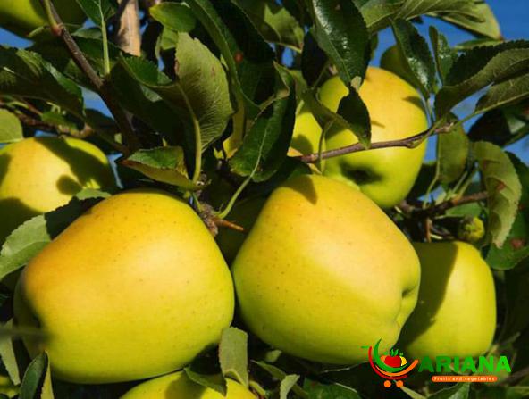 Fresh Yellow Apple for Export