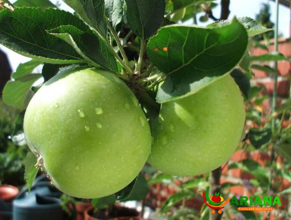 Are Big Green Apples Weight-loss-friendly?