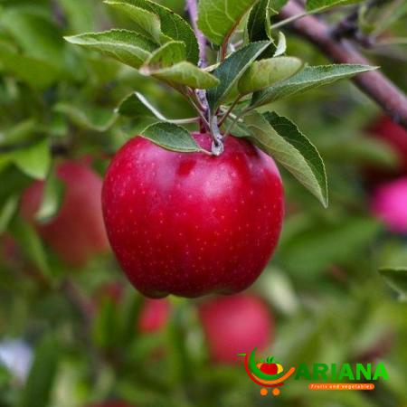 What is Uses Teeple Red Royal Apple?