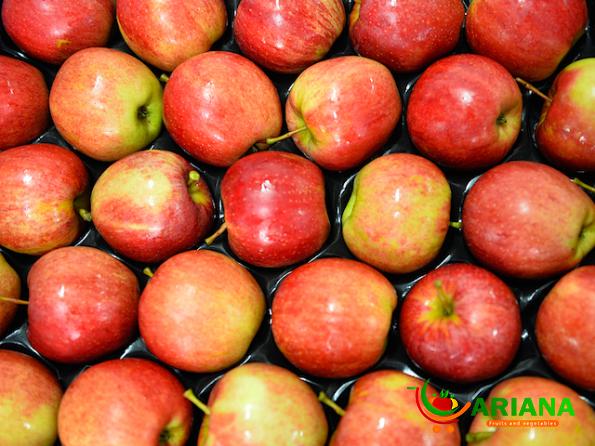 Delicious and High Quality Royal Apple to Export