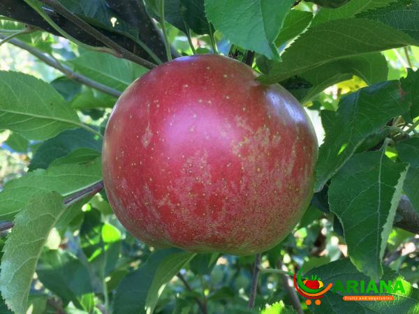 What are the Health Benefits of Sweet Apples?