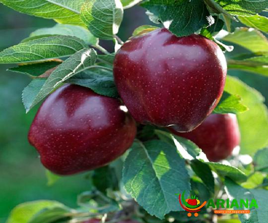 Buying Red Chief Apple in Bulk