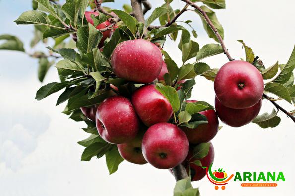 Direct Supply of the Best Summer Red Apple