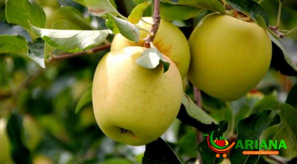 Organic Sweet Apples and Their Nutritious
