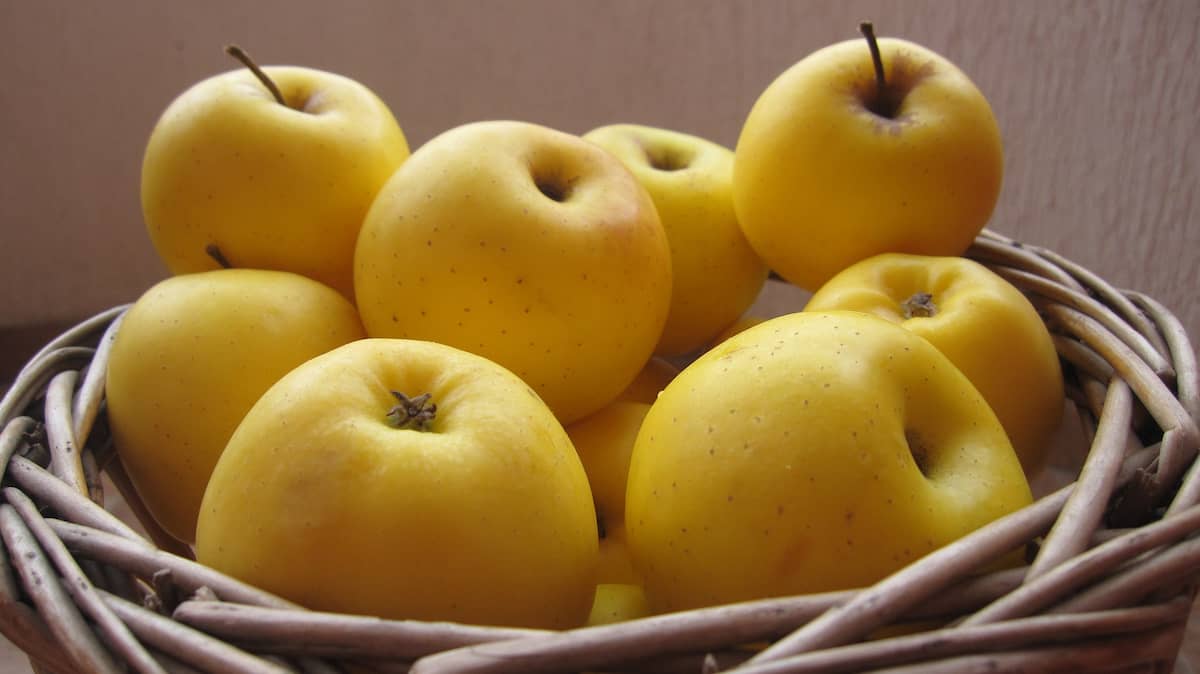 yellow star apple price