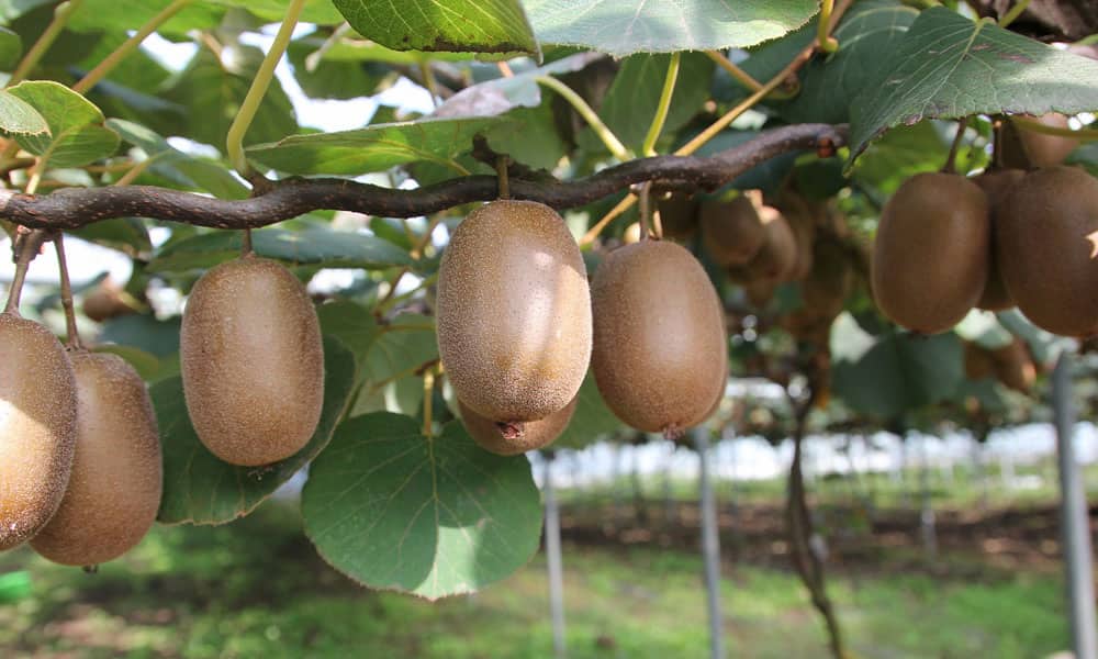  Getting to know golden kiwifruit + the exceptional price of buying golden kiwifruit 